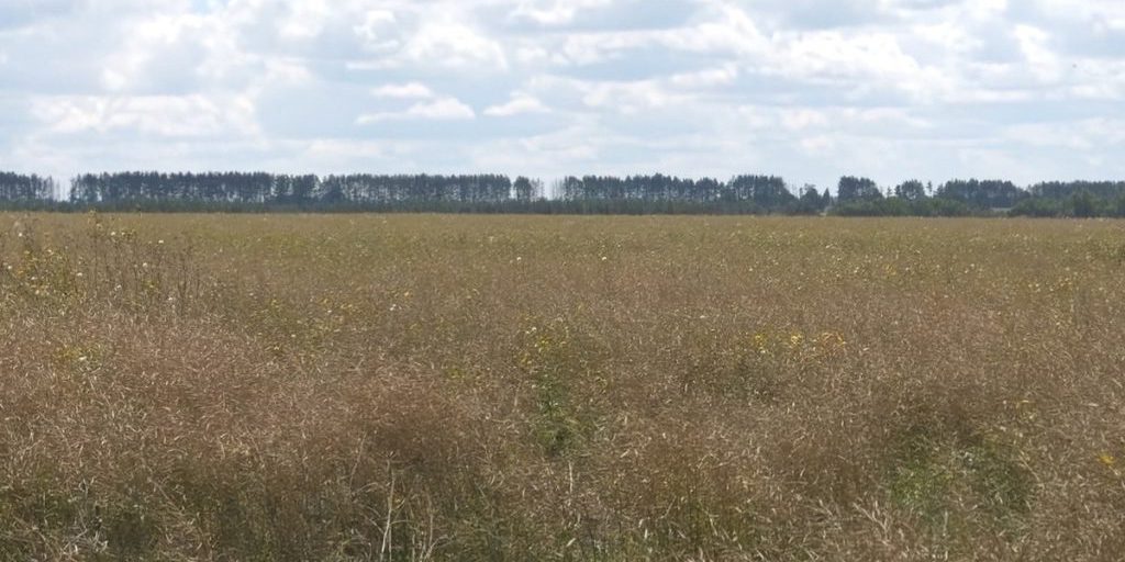 "Combattere l'ambrosia: la nuova zona di quarantena nella regione di Kursk per proteggere colture e salute pubblica"