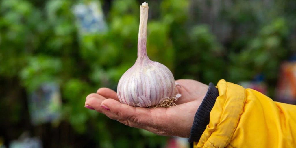 В Карелии запустили первый чесночный проект