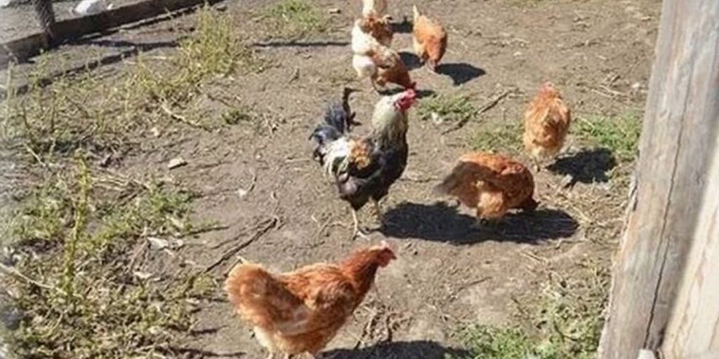 Previsioni del tempo in Kalmykia: una tradizione antica per comprendere la meteorologia futura