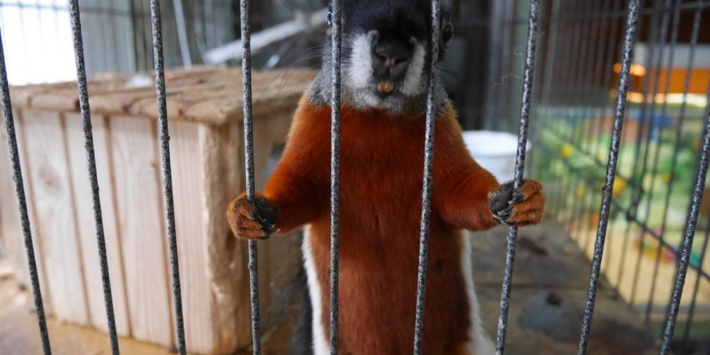 1147 casi di violazione dei diritti degli animali in Russia: un allarme che richiede azioni immediate