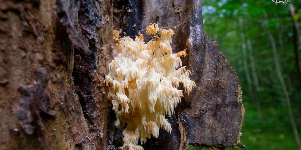 В Смоленской области обнаружили ежовик коралловидный