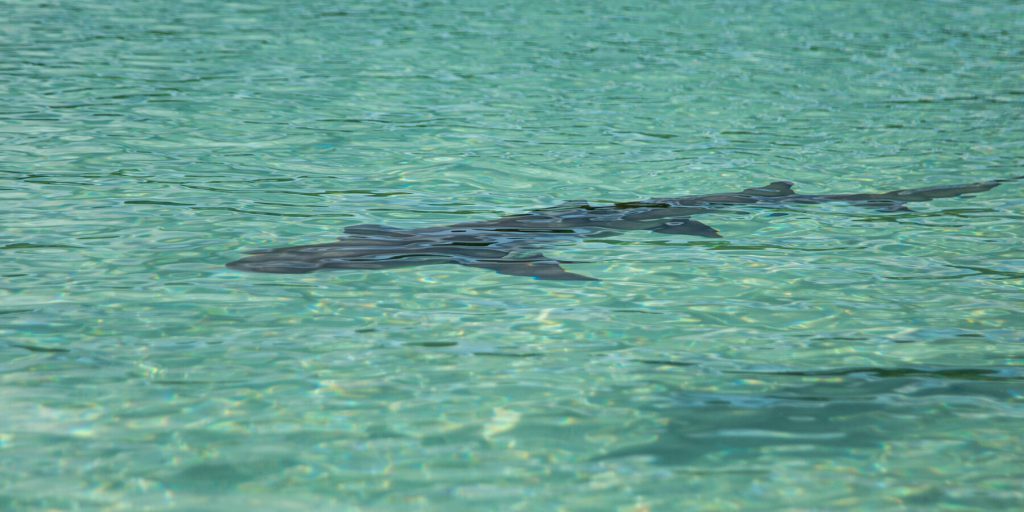 Donna del Minnesota muore dopo morso di squalo nelle Isole Vergini Americane