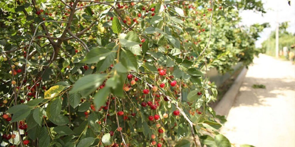 Волгоградцы поделились советами, как защитить урожай вишни и черешни от птиц