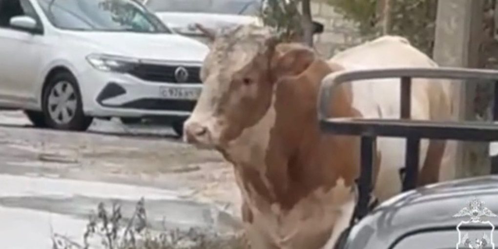 Полиция в Махачкале застрелила напавшего на людей быка