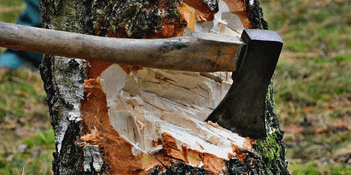 В Карелии зафиксирована незаконная вырубка свыше 2000 кубических метров лесных насаждений