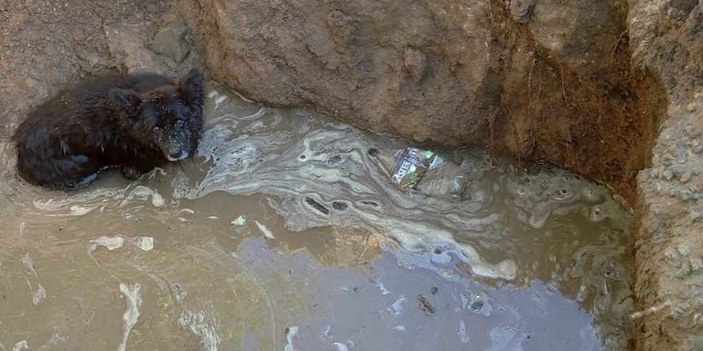 Eroico Salvataggio di un Cane a Kamensk: Un Esempio di Solidarietà e Professionalità