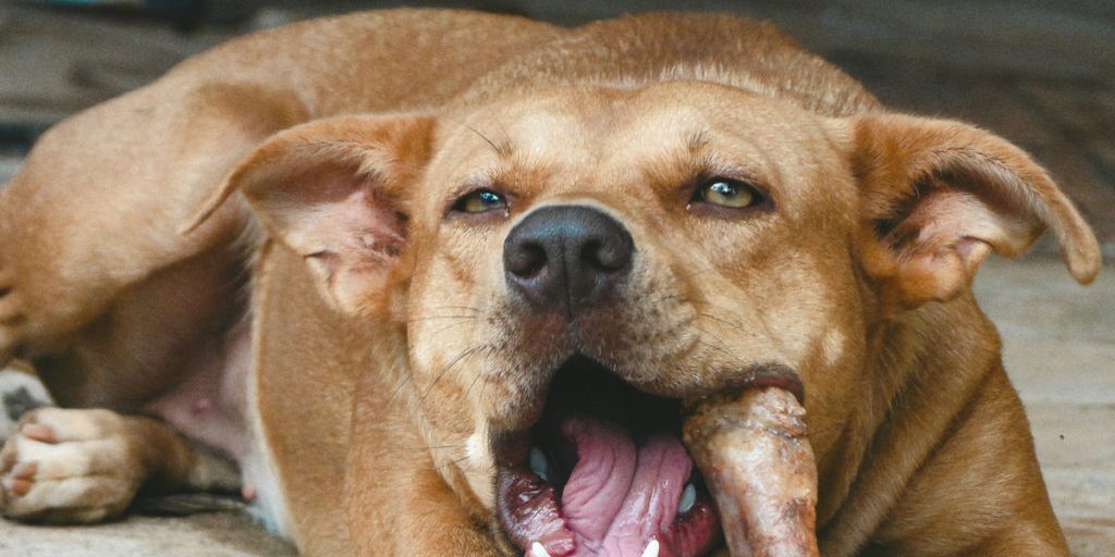 Хозяйская собака искусала костромского ребенка