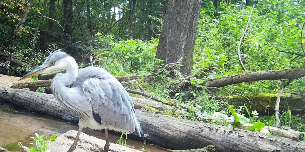 Avvistamento di una cicogna grigia nel parco naturale di Kaluga: un evento significativo per la conservazione della natura