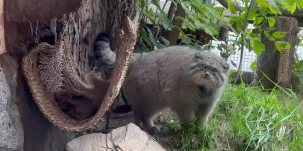 Il Pallaso Koto Shu Guadagna Peso e Speranza per la Conservazione della Specie