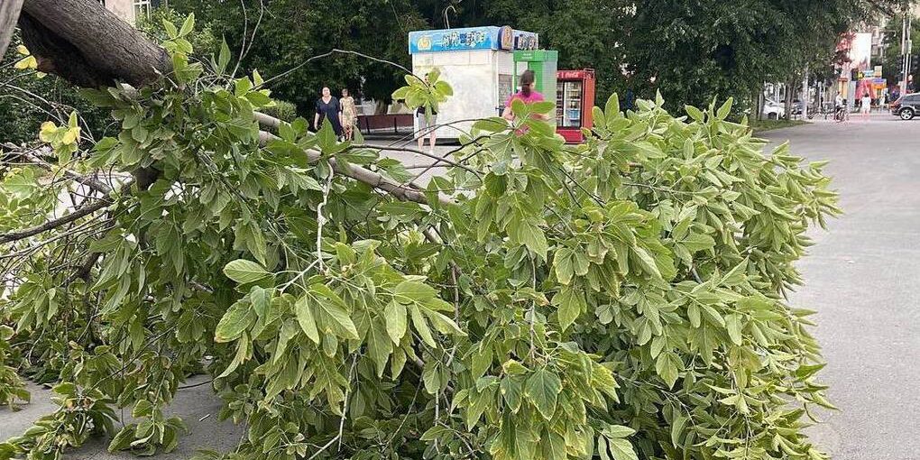 Жительница Тулы отсудила у администрации 1,4 млн руб за упавшее на авто дерево