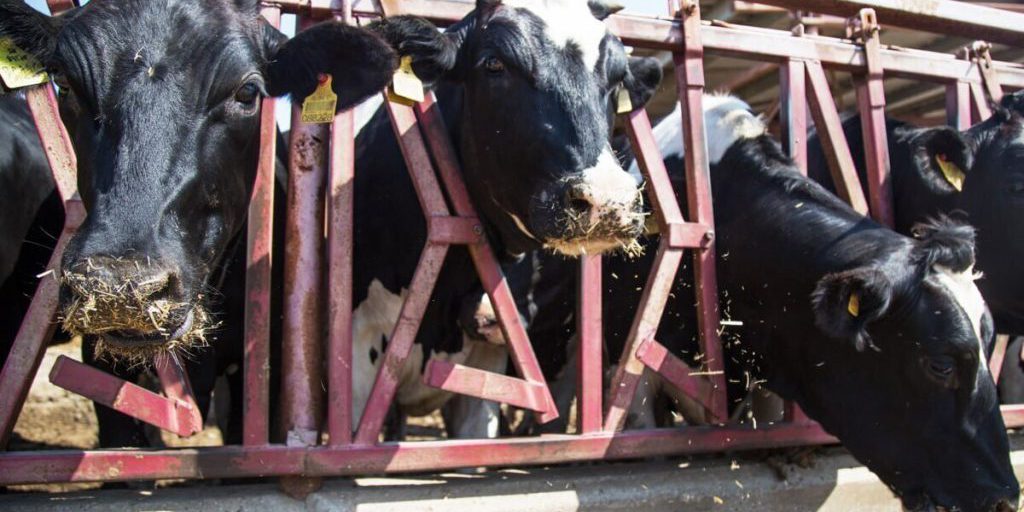 "La Crimea: una delle principali regioni produttrici di latte in Russia"