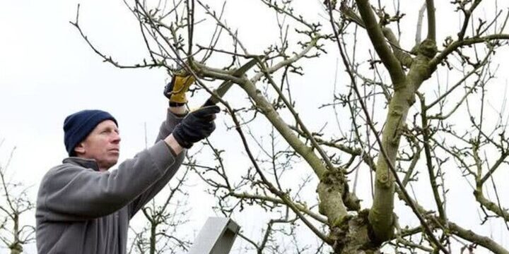 La Potatura degli Alberi: Quando e Come Farla per Evitare Danneggiamenti