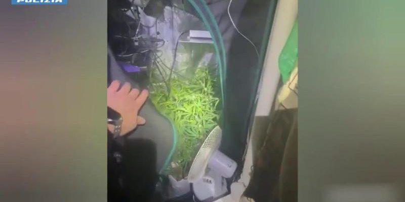 Arrestato a Torino per coltivazione clandestina di marijuana nel corridoio di casa
