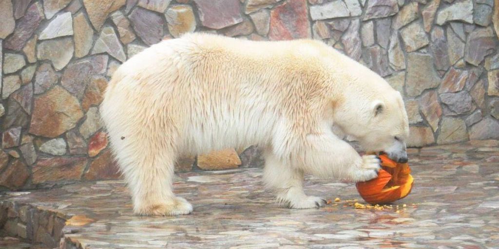 В Ленинградском зоопарке устроят показательные кормления 28 сентября