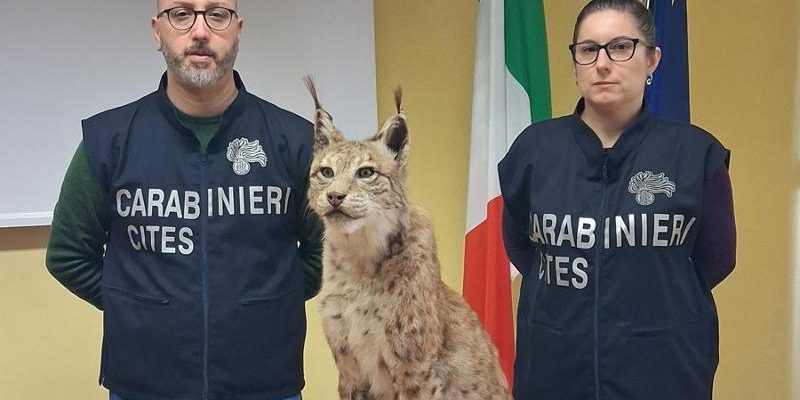 Lince imbalsamata recuperata a Riva di Chieri: intervento delle autorità