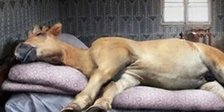 Lungo weekend per i residenti della Carelia in occasione del Giorno dell'unità nazionale russo