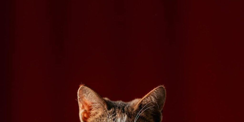 Вывоз питомцев из Дагестана за рубеж упростили электронными сертификатами