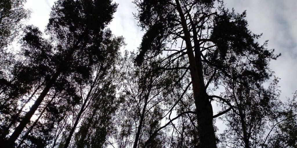 В Приозерском районе высадят около 10 тысяч молоденьких сосен