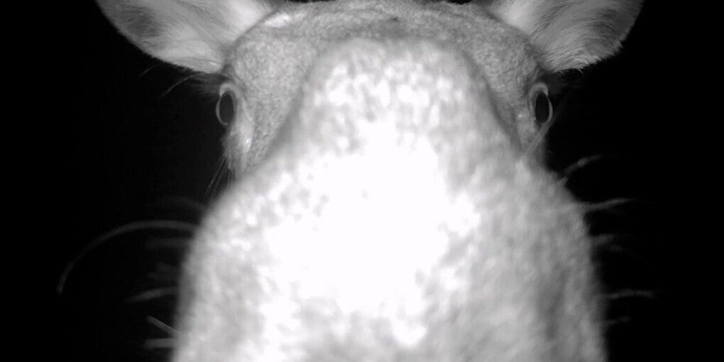 Una losa diventa la star di un progetto di conservazione della fauna selvatica grazie a una videocamera nascosta