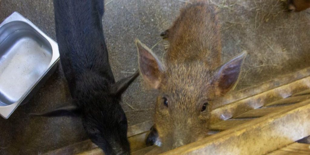 Жалоба мурманского фермера на «Россети» дошла до Путина