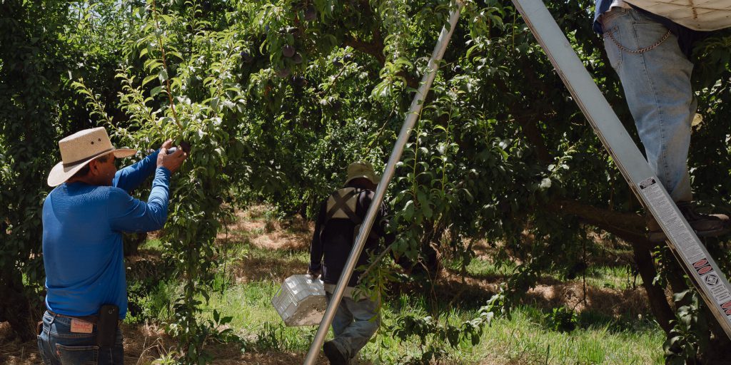 Trump si contraddice sulle politiche migratorie: parole e azioni in contrasto