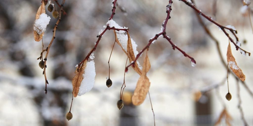 Krasnoyarsk si prepara a un martedì di neve e freddo estremo con temperature fino a -5 gradi