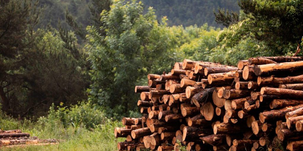 Condanna a 9,5 anni per omicidio in Russia: un cittadino straniero paga per un crimine commesso nel 2016