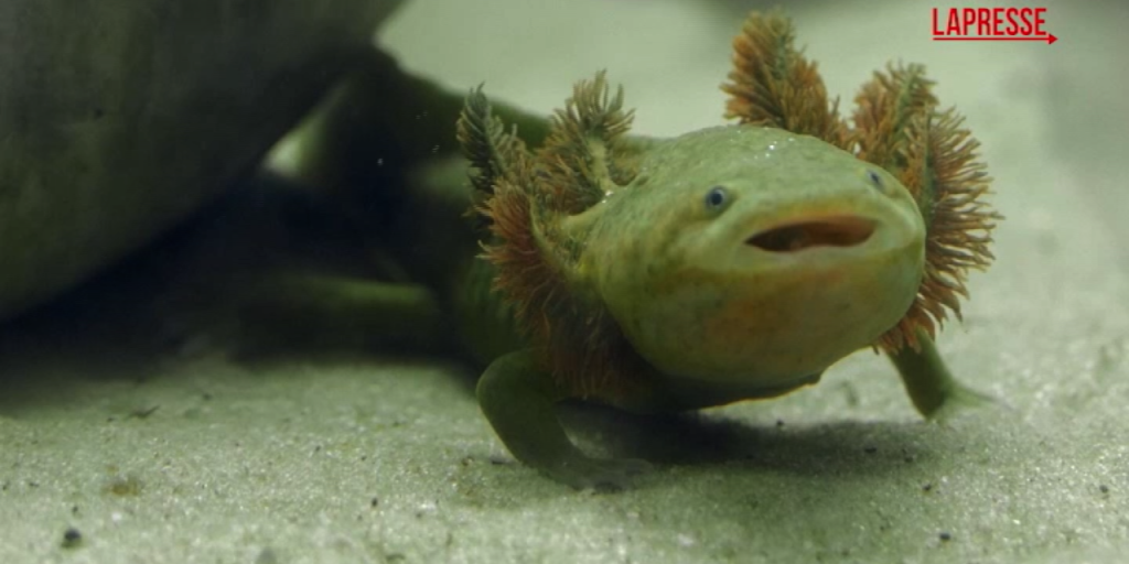 Salamandra Achoque a Rischio Estinzione: Gli Sforzi per Salvare una Specie Unica