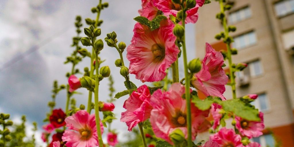 Туляков предупредили о возможных штрафах за цветы на балконе