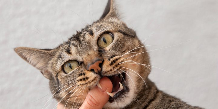 Кошачье царство под угрозой: тамбовчан может ждать новая норма по числу питомцев на квадратный метр