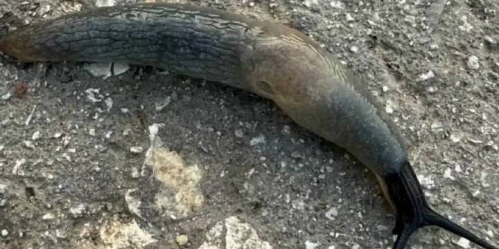 Жители Рязанской области сообщили о массовом нашествии слизней