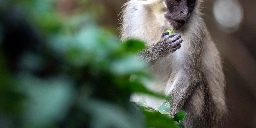 Quattro scimmie vervet avvistate nel nord di St. Louis: le autorità indagano