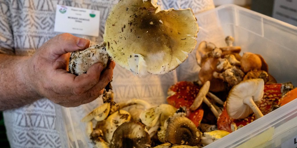 Tre morti per avvelenamento da funghi selvatici in California