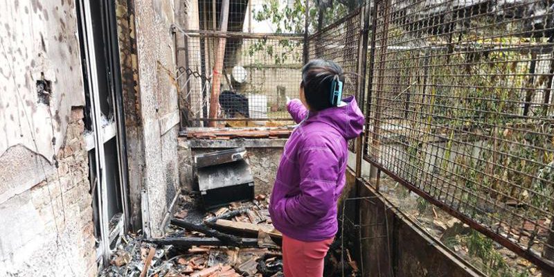 Incendio devastante in appartamento a Torino: due cani morti e danni agli appartamenti adiacenti