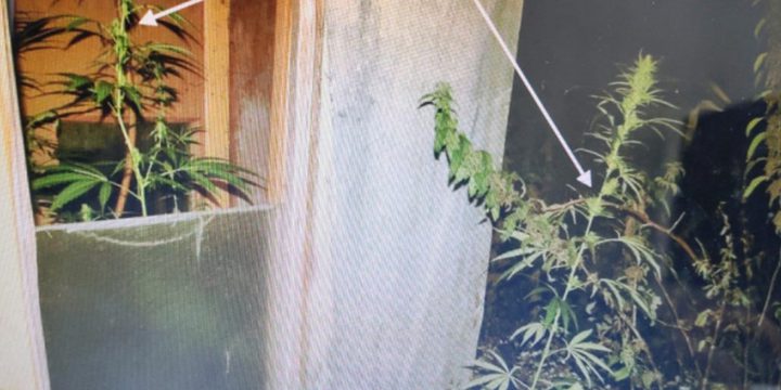 В Орловской области дачник вырастил 80 кустов конопли