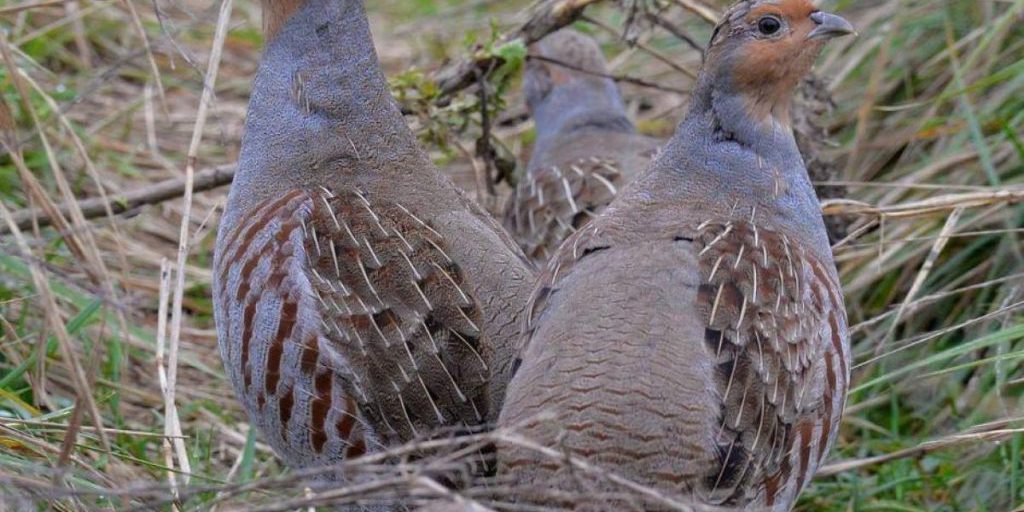 Возле Чернобыля поселились редкие, почти незаметные птицы