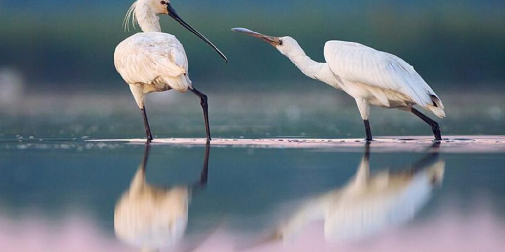 Украина рискует потерять одну из самых красивых птиц: биолог раскрыл причину