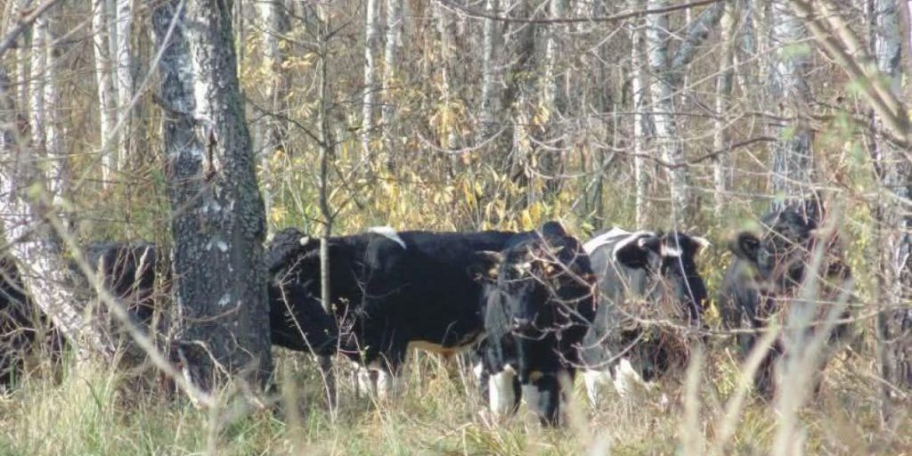 В районе Чернобыля исследователи наткнулись на одичавшее стадо: что это за животные