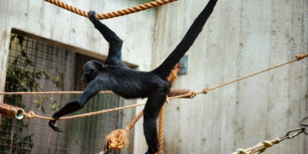 Scimmie araneiformi comunicano tra loro per individuare le migliori fonti di cibo