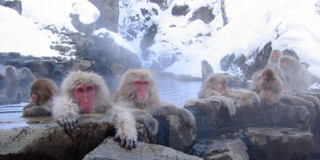 Scimmie delle nevi giapponesi si immergono nelle sorgenti termali per riscaldarsi e migliorare il benessere