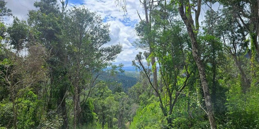 Albero‑zombie in pericolo: scienziati lottano contro la ruggine del mirto