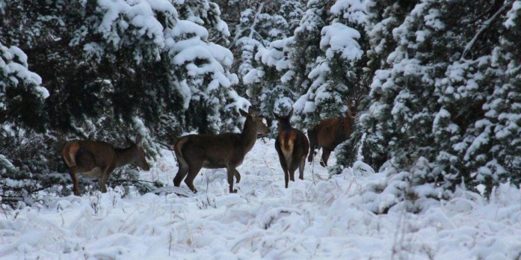 1200_0_1770275155-8562