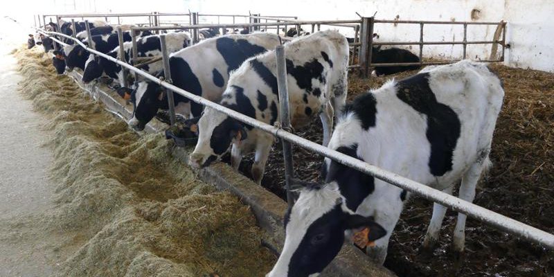 Latte estero a prezzi bassi e dazi minacciano le stalle piemontesi