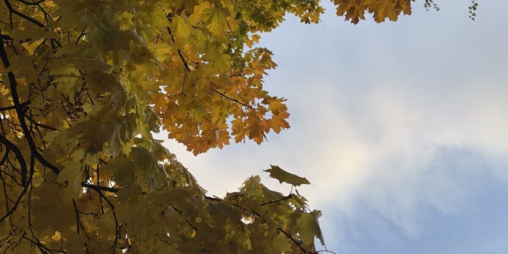 Петербург укрылся от морозов под крылом Финского залива