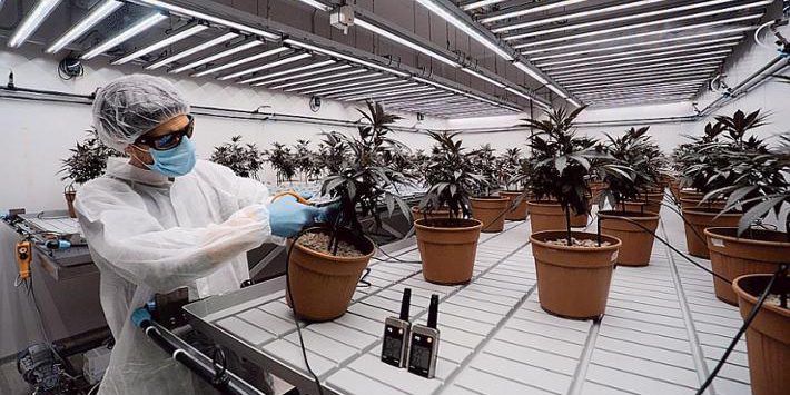 Cannabis Light: le Aziende Non Si Arrendono Nonostante il Decreto Sicurezza