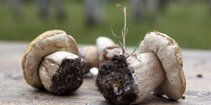 La Legge Russa sui Funghi: Diritti e Responsabilità nella Raccolta di Prodotti del Bosco