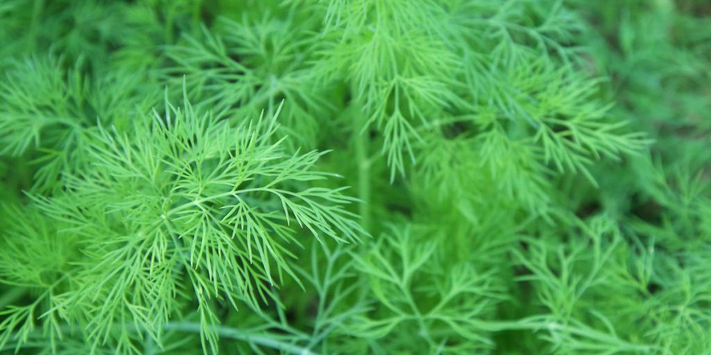 Perdita di peso sana: come Sof'ja Zajka è riuscita a perdere 20 chili con deficit calorico e stile di vita equilibrato