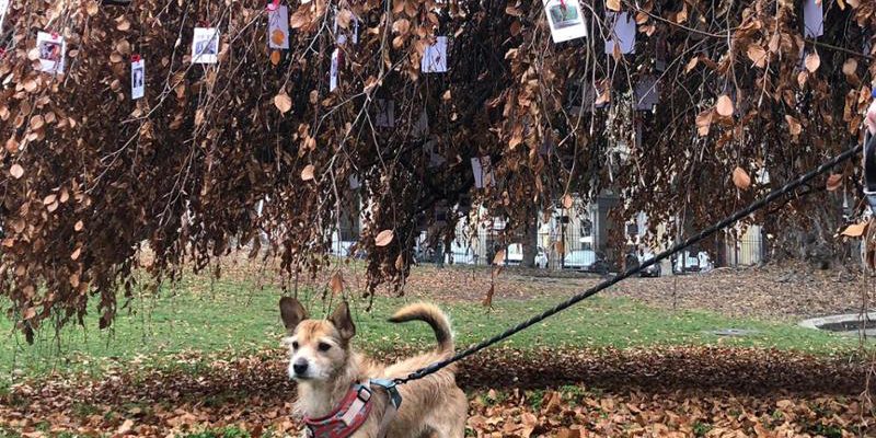 Memoriale fotografico dedicato ai cani nel giardino Forbito di Torino