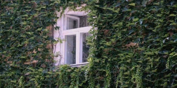 Эксперт назвал 4 "агрессивных" растения, которые нельзя сажать возле дома