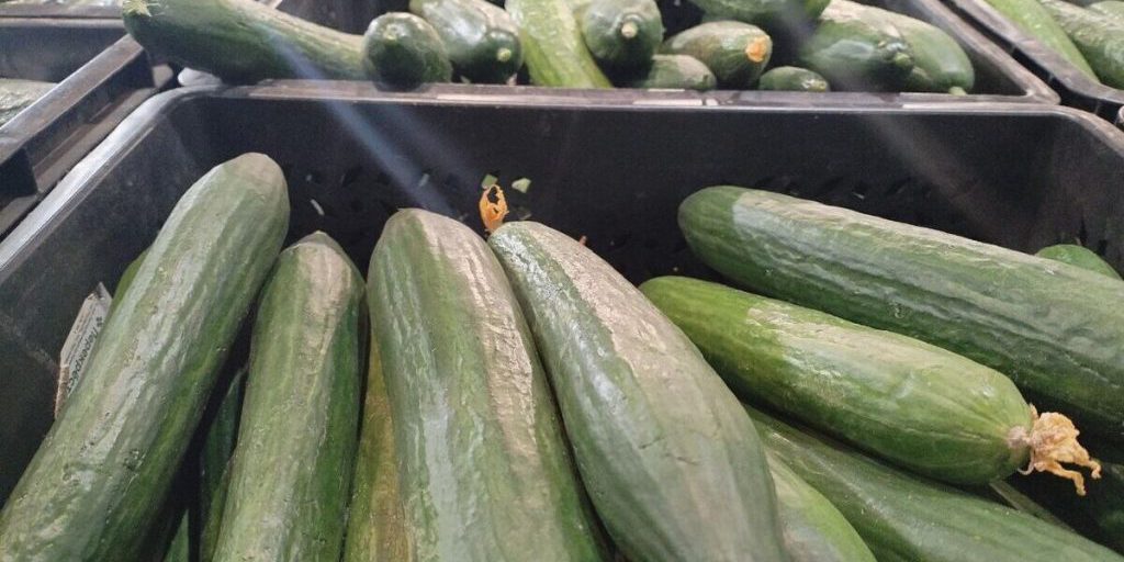 Новгородцам рассказали о пользе огурцов для сердца и сосудов